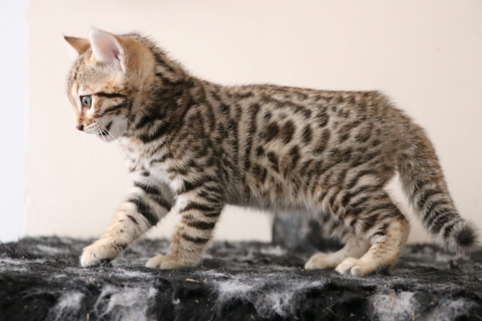 Balou de Warm&Cozy Bengal